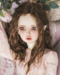 WDR4003 Brown WDR4003 Brown