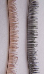 Eyelash Black